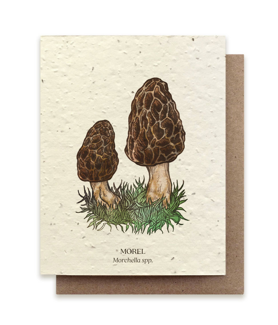 Morel Wild Mushroom Greeting Cards - Plantable Seed Paper