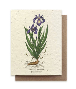 Blue Flag Iris Plantable Wildflower Seed Card